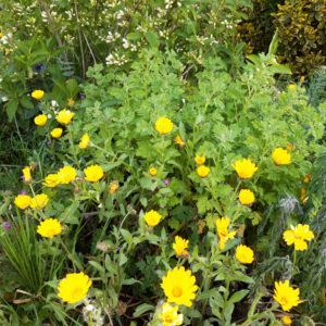 Cursus Leef je droom - Gratis 1e week